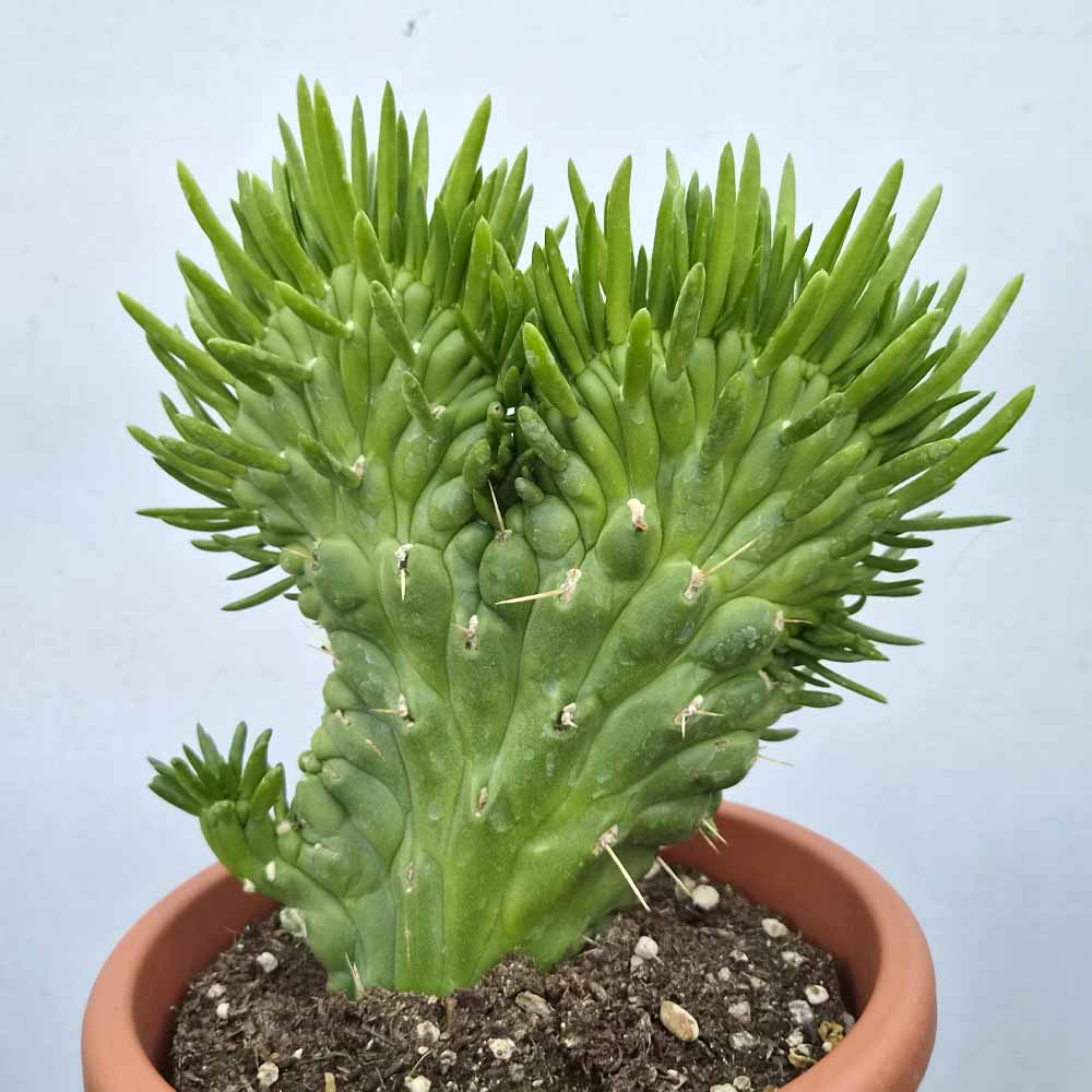 opuntia subulata crestata cactus