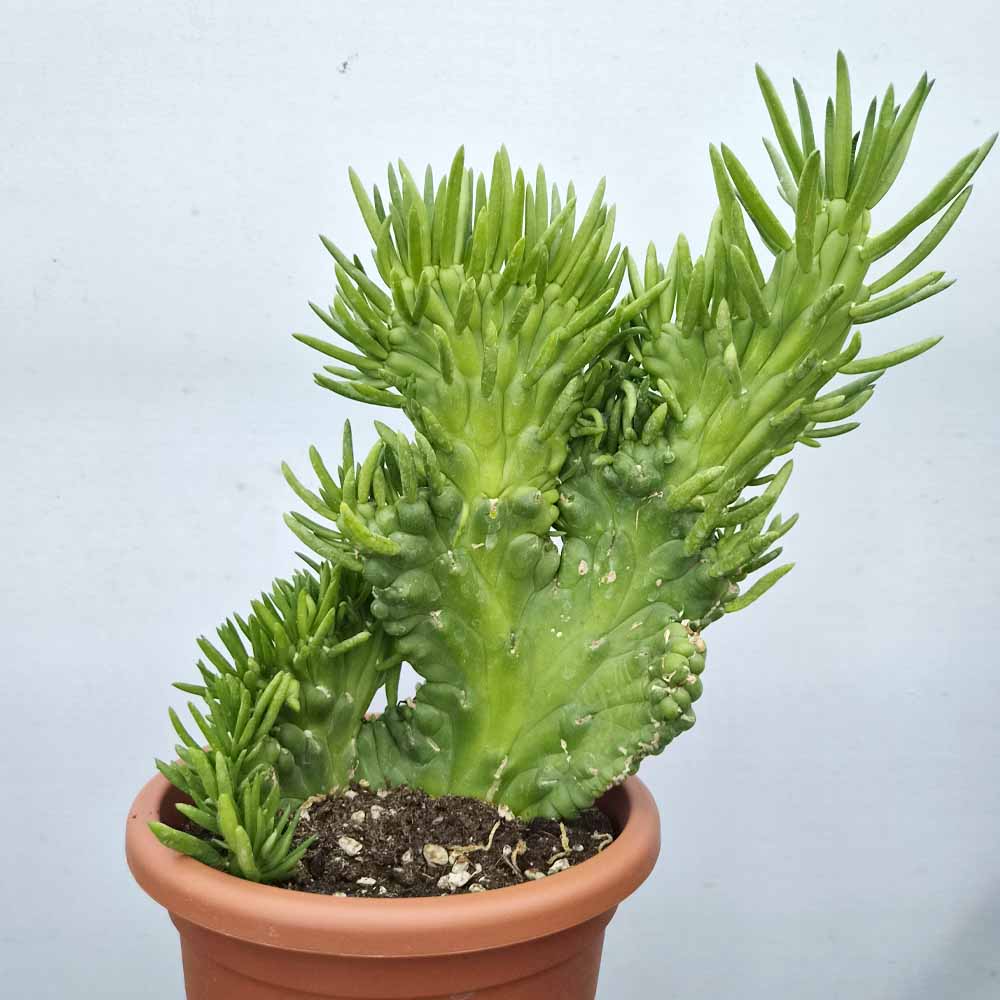 opuntia subulata crestata cactus