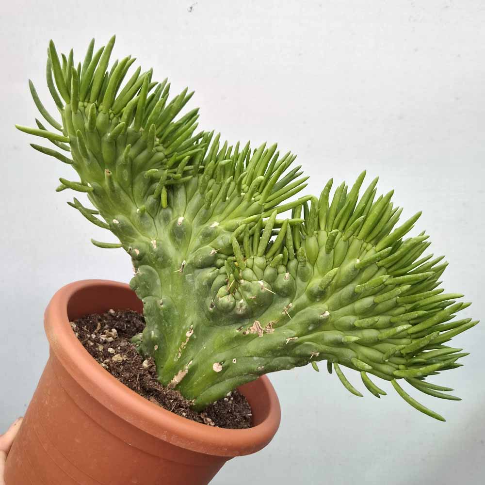 opuntia subulata crestata cactus