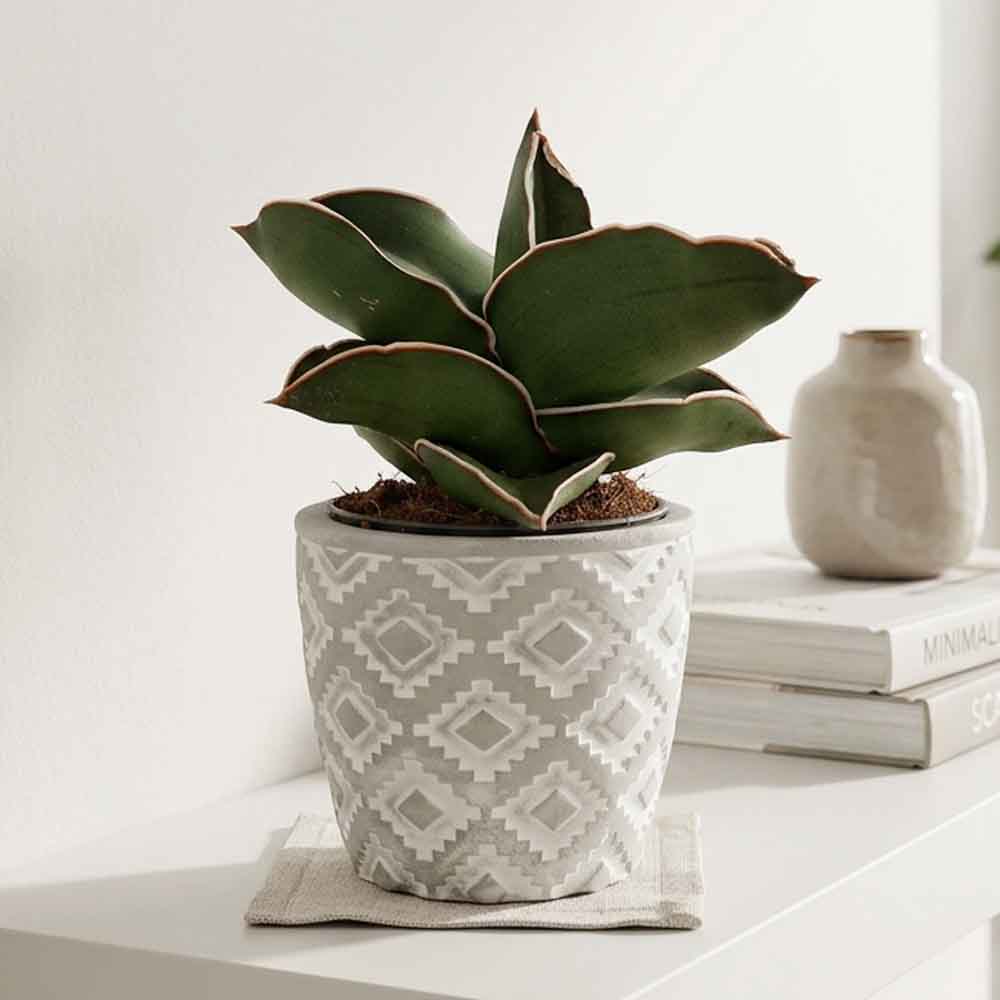 sansevieria samurai design