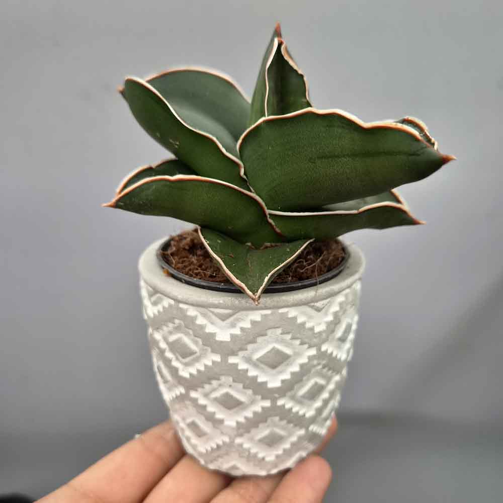 sansevieria samurai vaso design