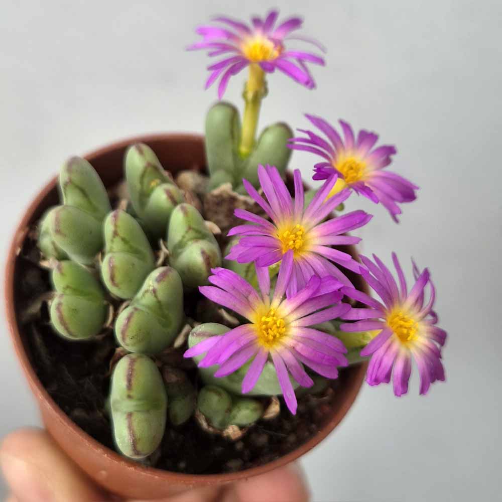 CONOPHYTUM CHAUVINAE PIANTA