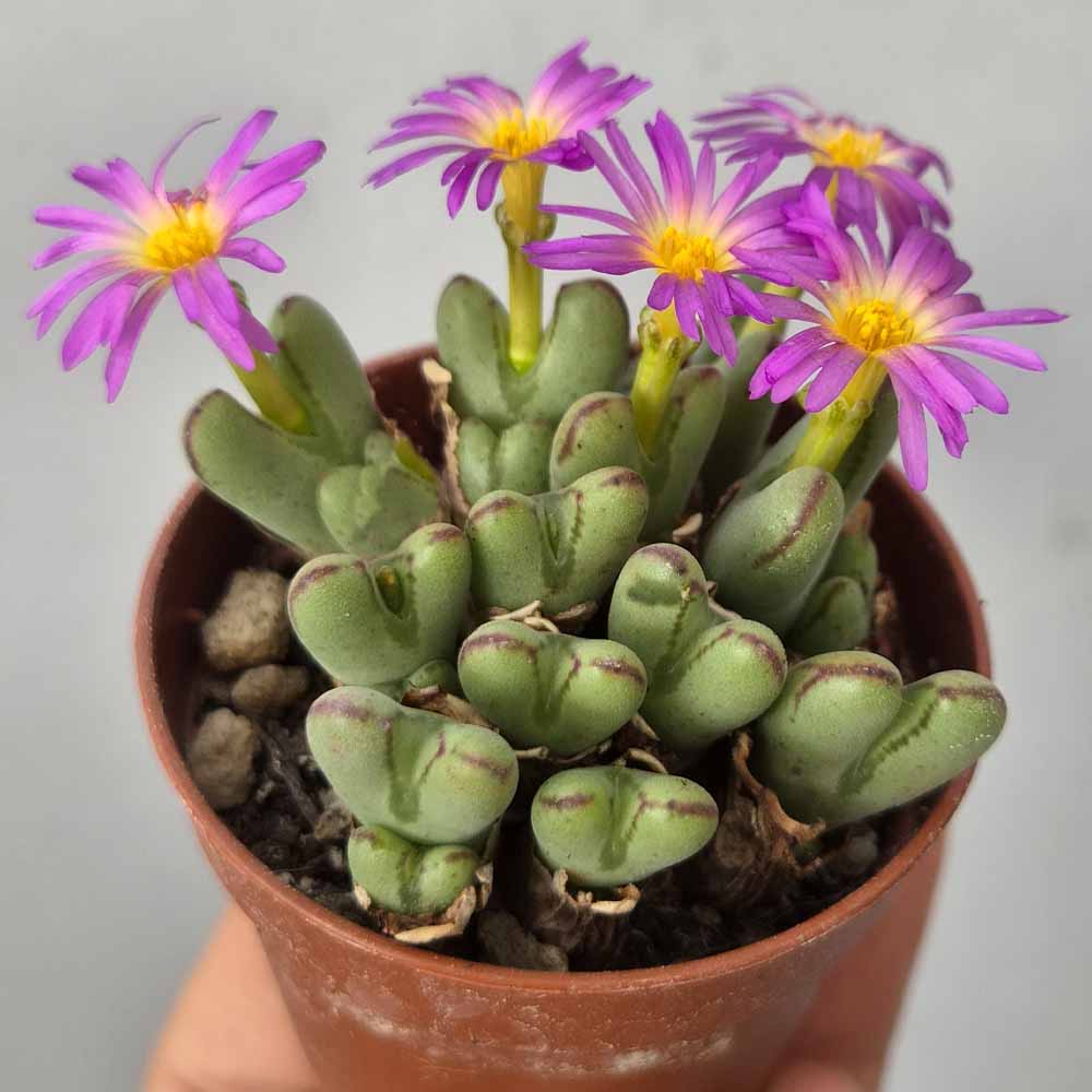 CONOPHYTUM CHAUVINAE