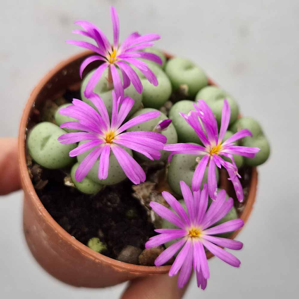 CONOPHYTUM GLOBOSUM fiore