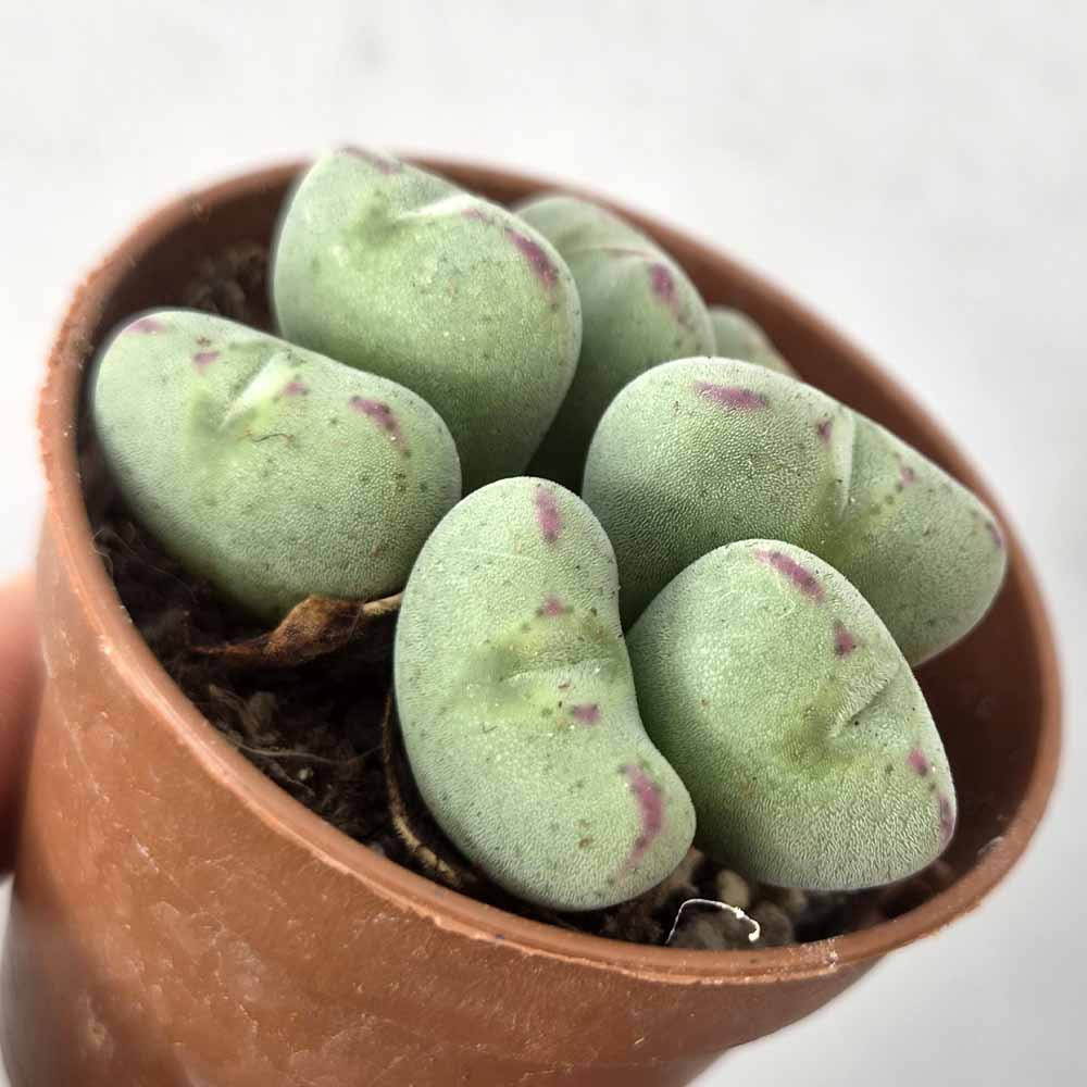 CONOPHYTUM MEYERI PIANTA