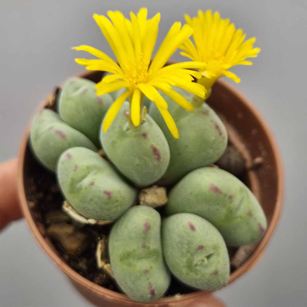 CONOPHYTUM MEYERI fiore