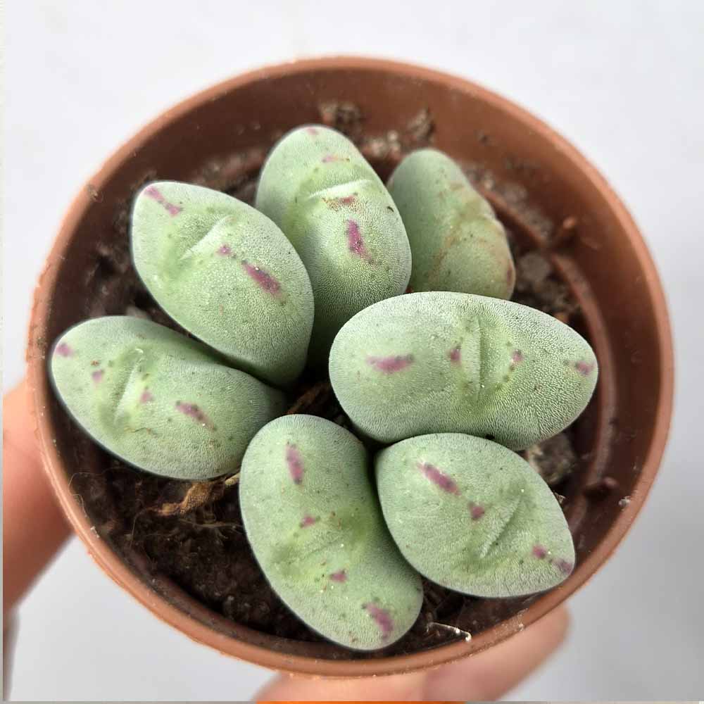 CONOPHYTUM MEYERI