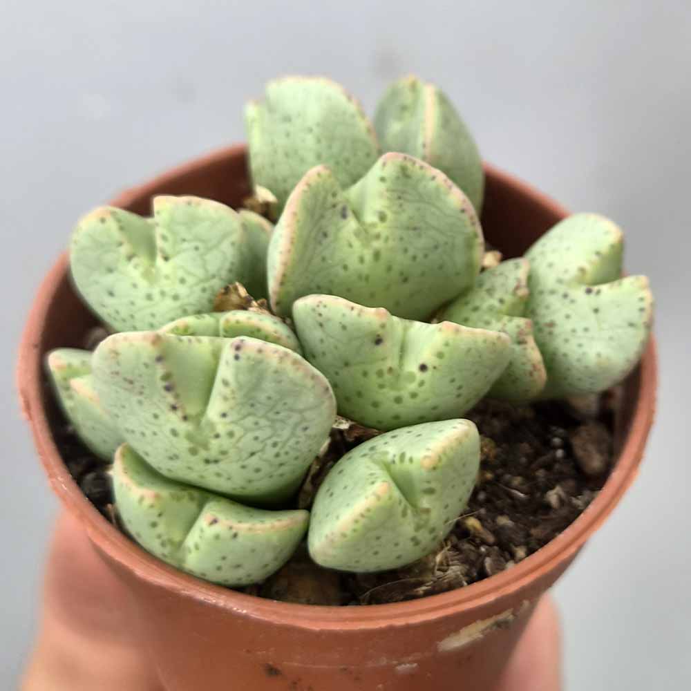 CONOPHYTUM TAYLORIANUM PIANTA