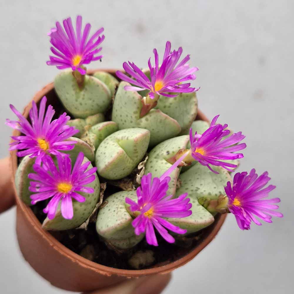 CONOPHYTUM TAYLORIANUM fiore