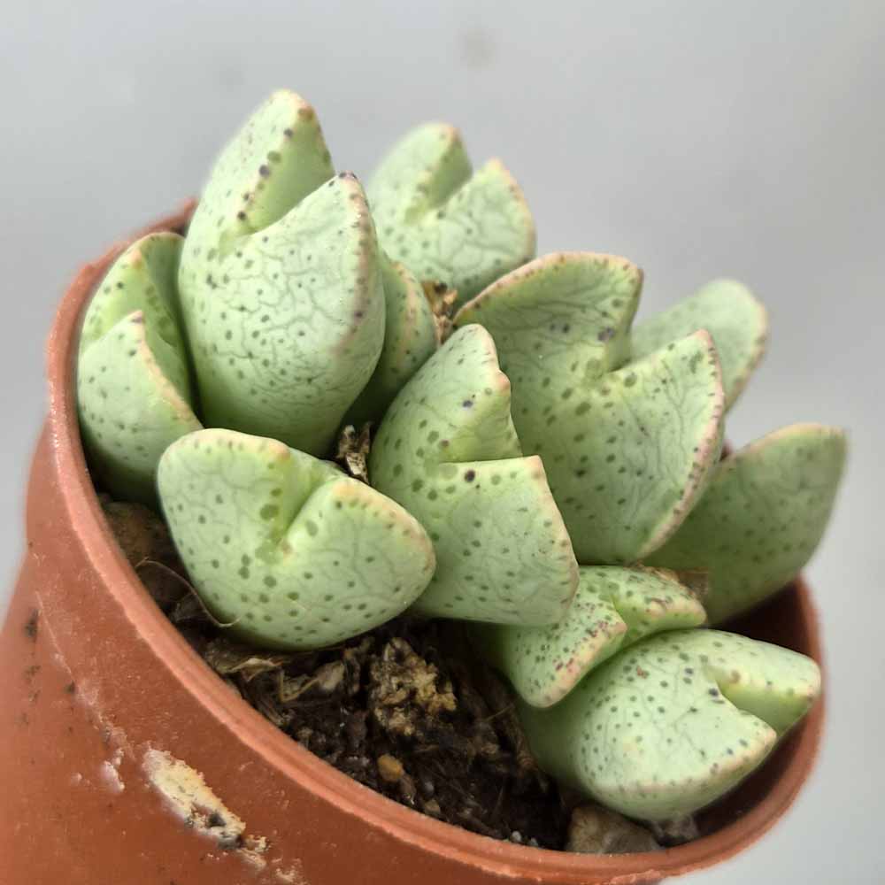 CONOPHYTUM TAYLORIANUM