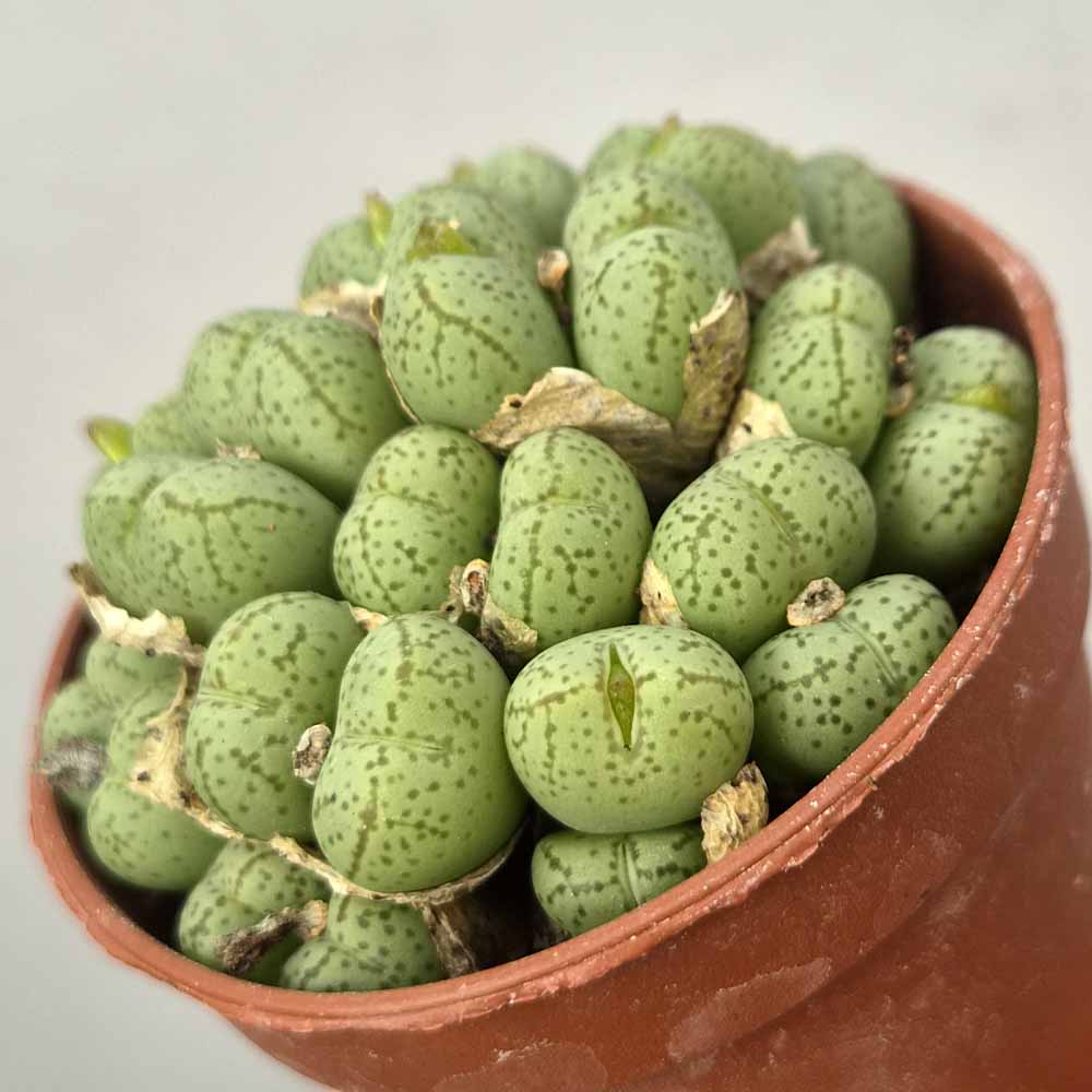 CONOPHYTUM UVIFORME PIANTA