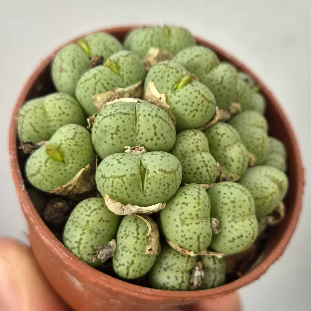 CONOPHYTUM UVIFORME