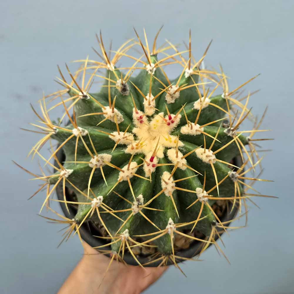 Ferocactus schwarzii cactus