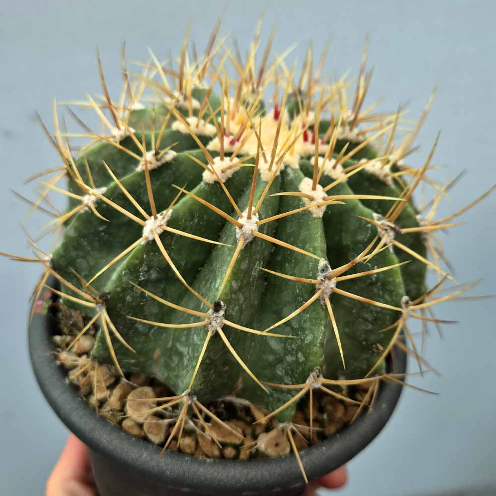 Ferocactus schwarzii