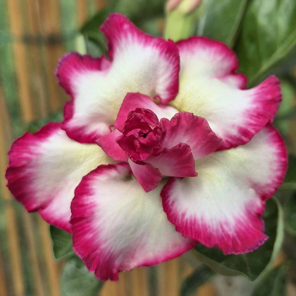 adenium hybrid fiore