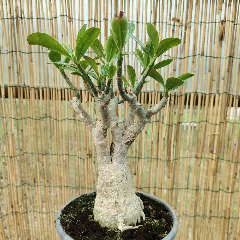 adenium obesum