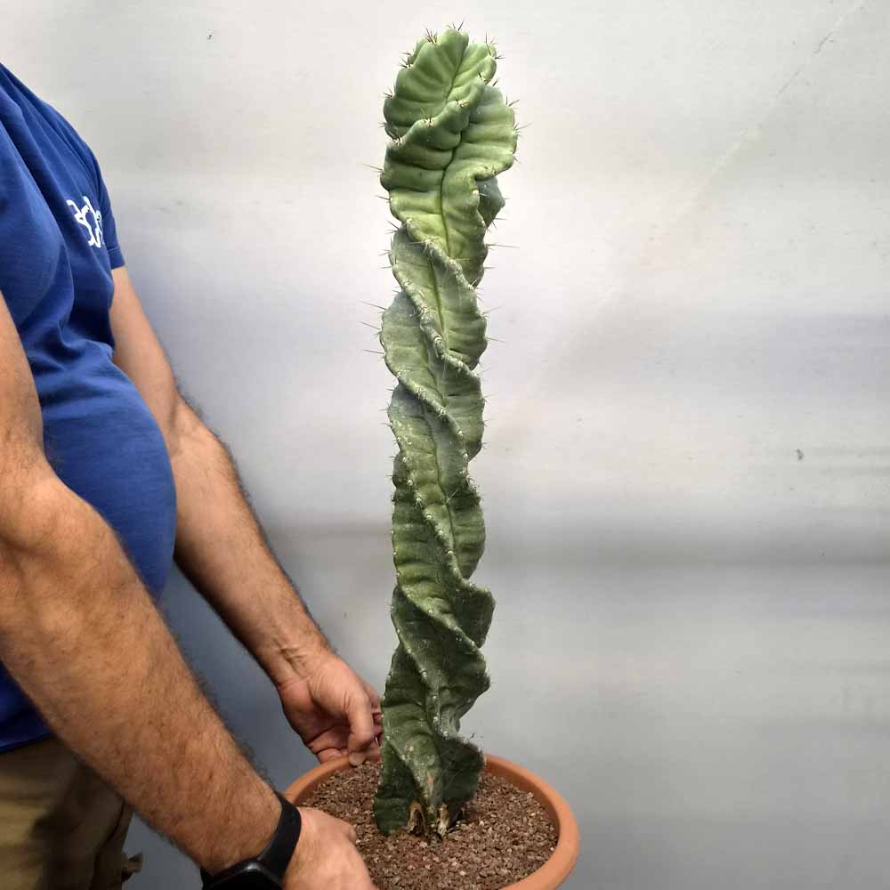 cereus spiralis