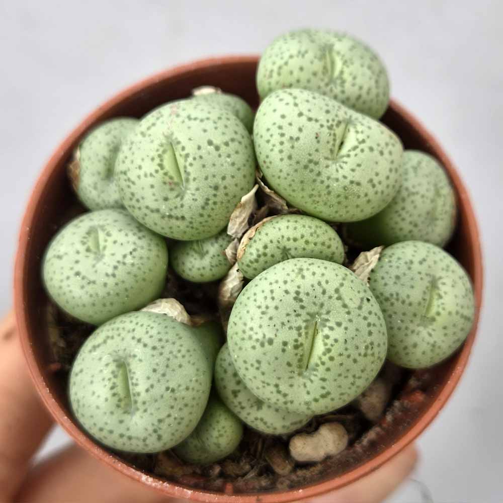 conophytum WETTSTEINII PIANTA
