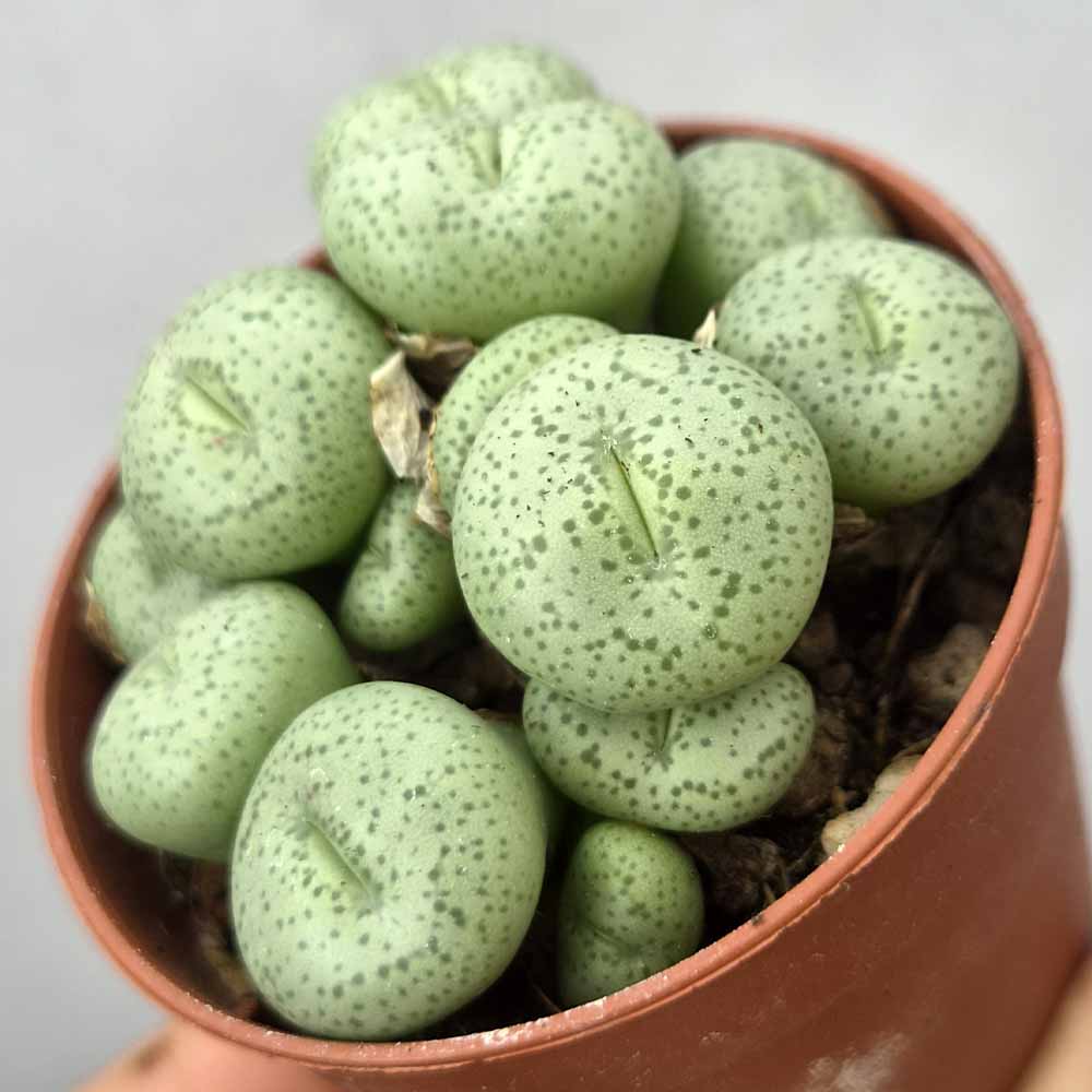 conophytum WETTSTEINII