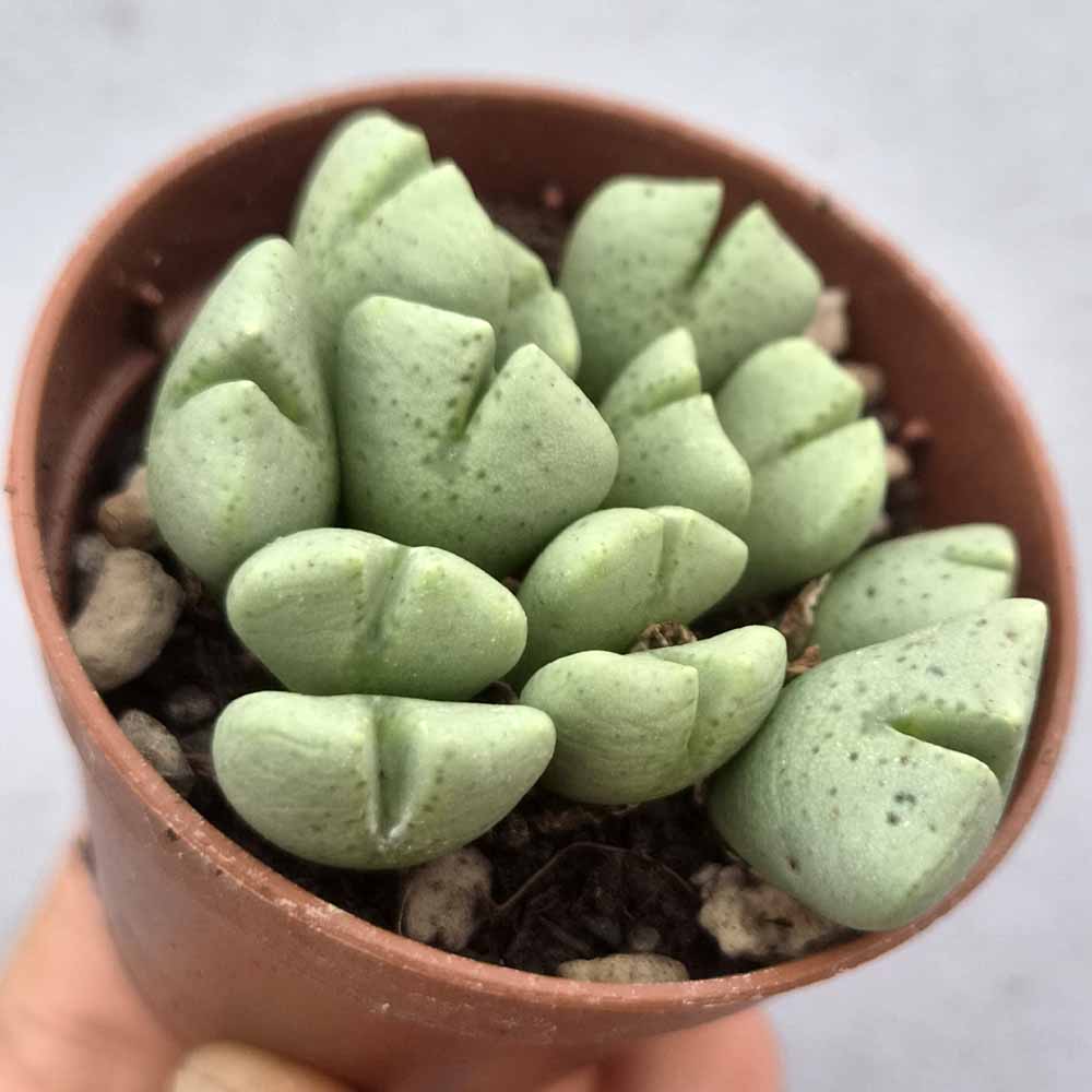 conophytum quaesitum PIANTA