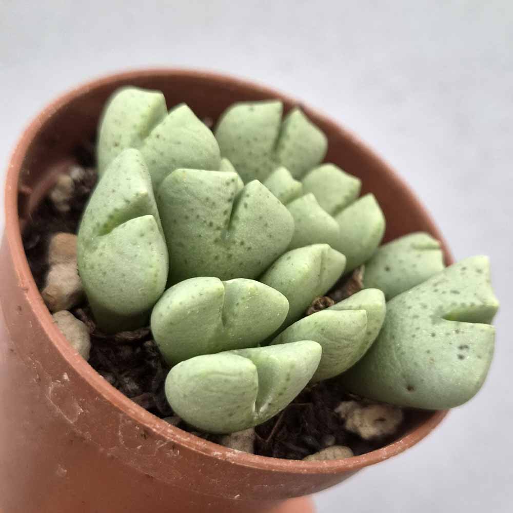 conophytum quaesitum