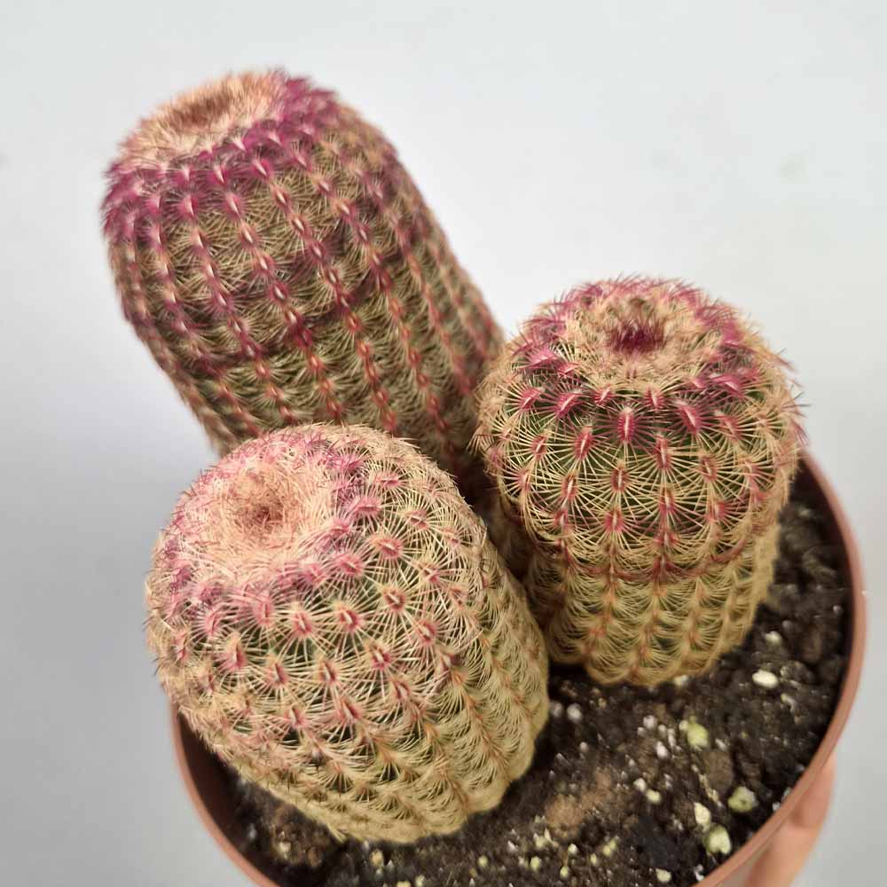 echinocereus rubispinus cactus