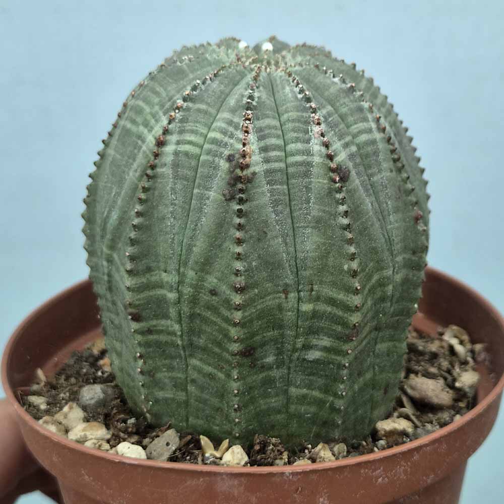 euphorbia obesa pianta