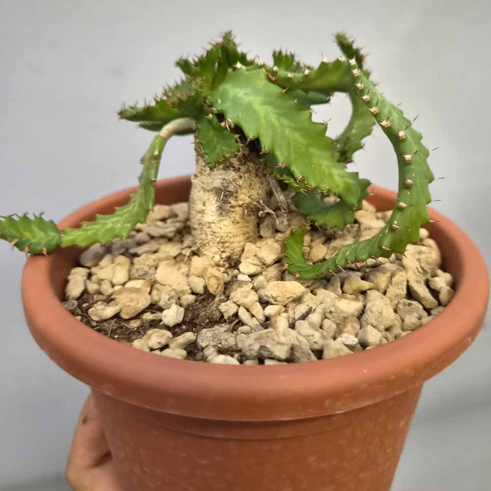 euphorbia stellata