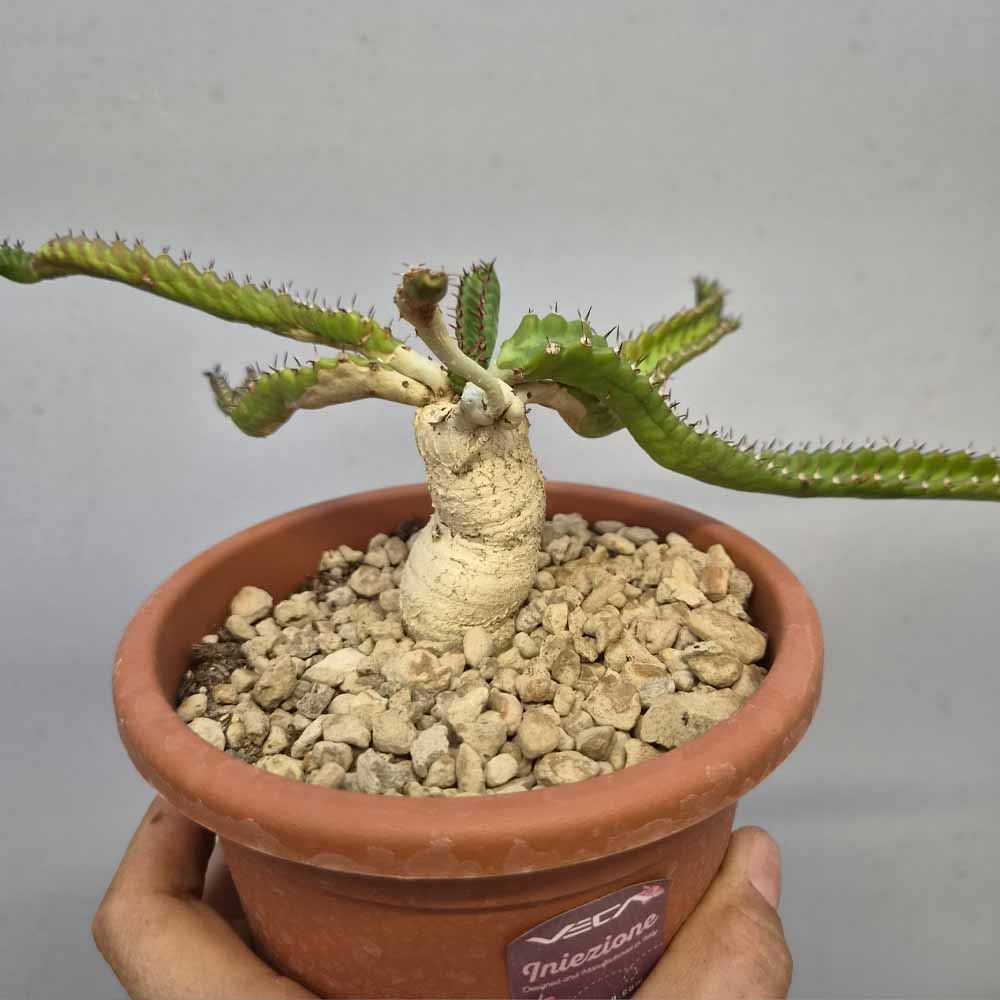 euphorbia stellata