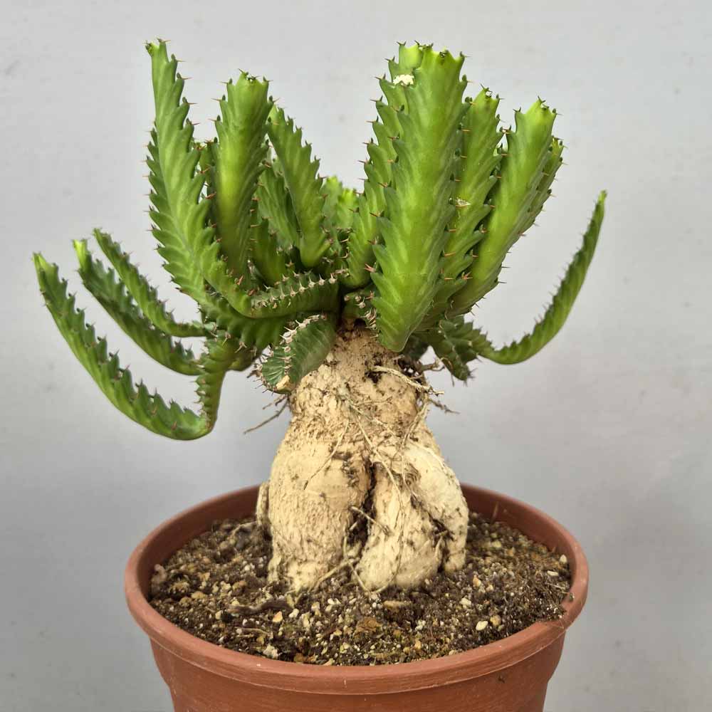 euphorbia stellata