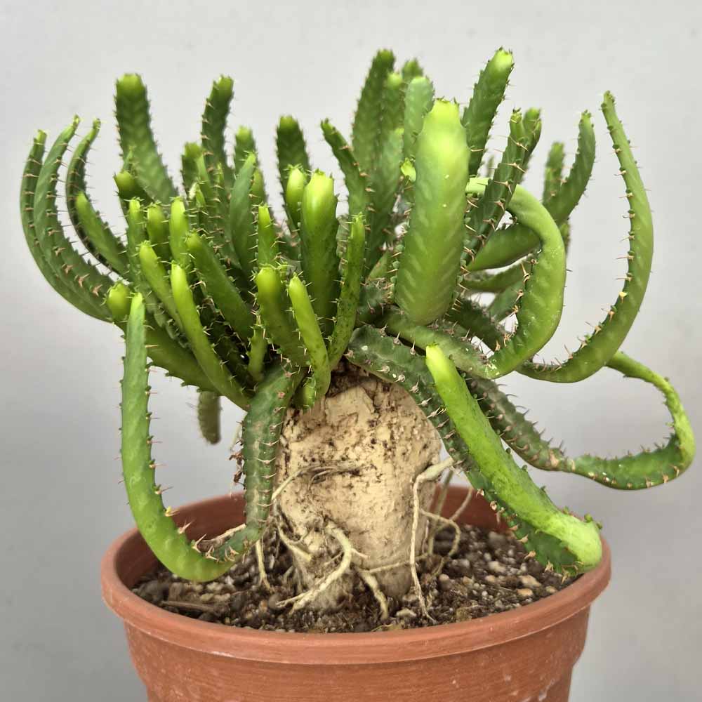 euphorbia stellata