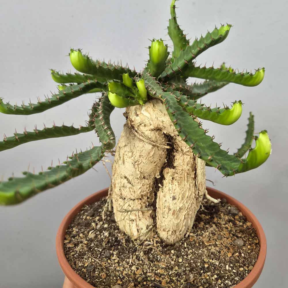 euphorbia stellata