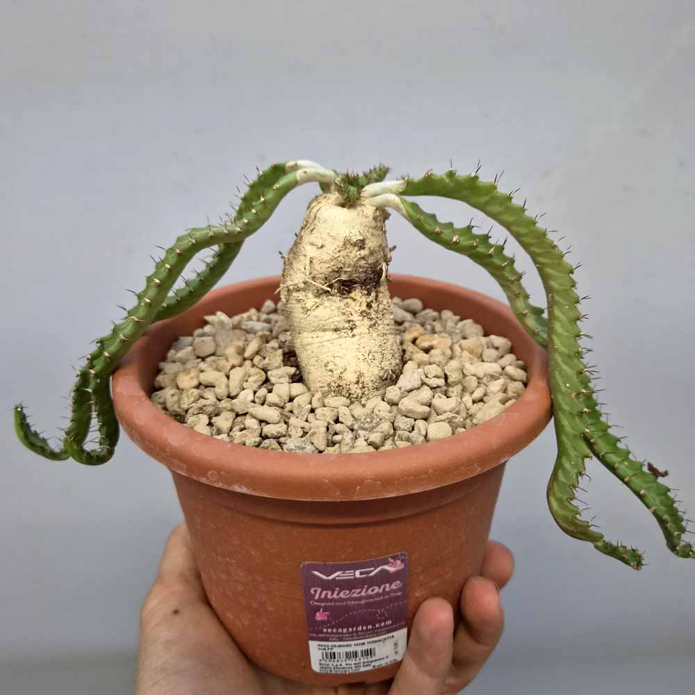 euphorbia stellata cactus