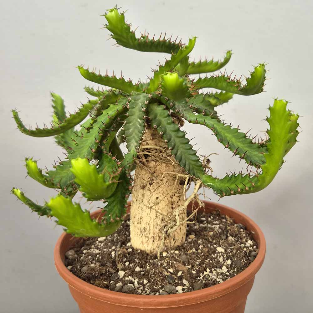 euphorbia stellata cactus