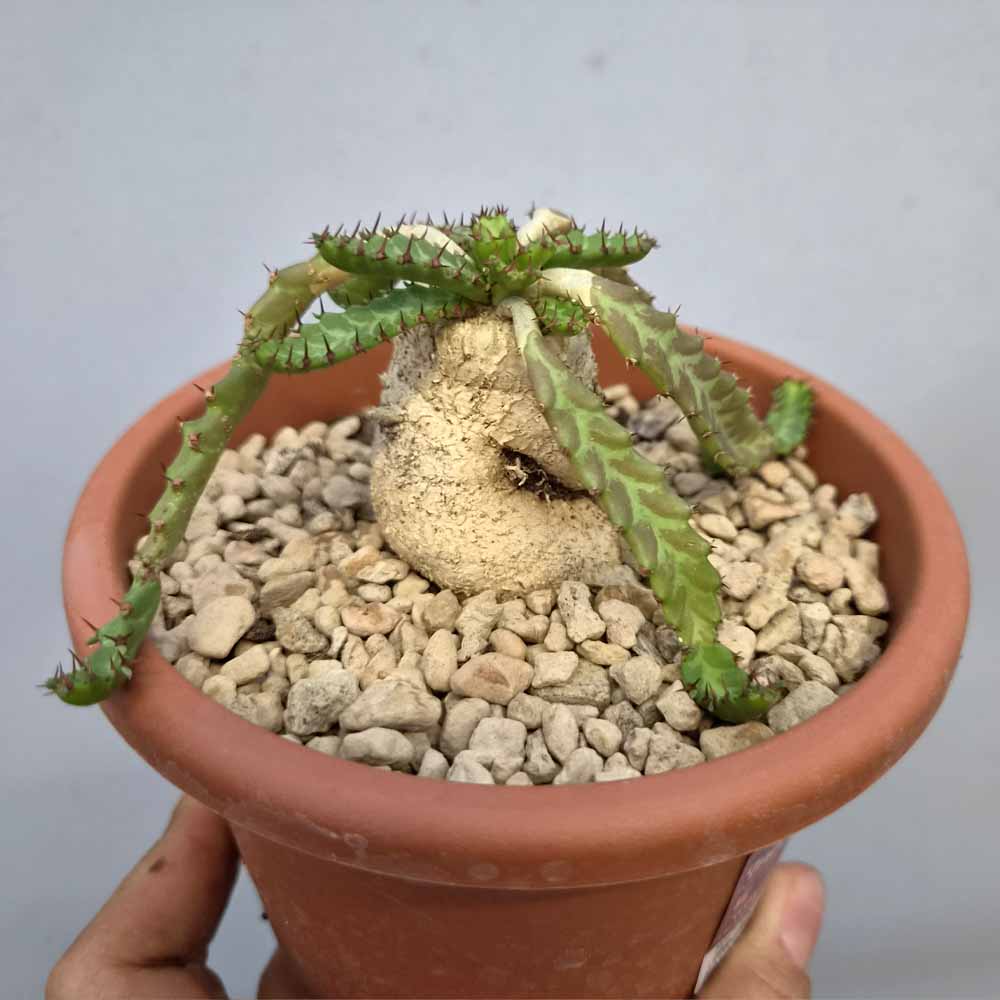 euphorbia stellata cactus