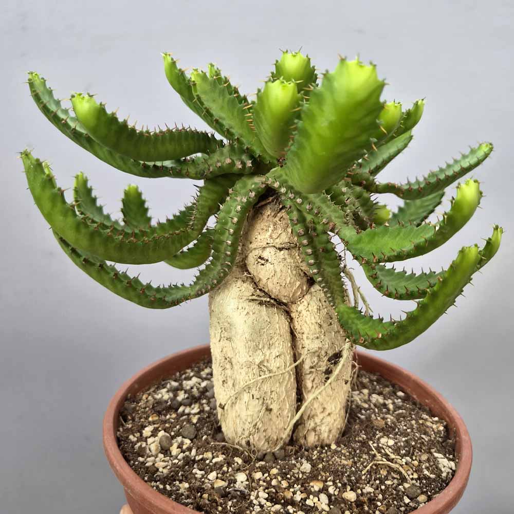 euphorbia stellata pianta
