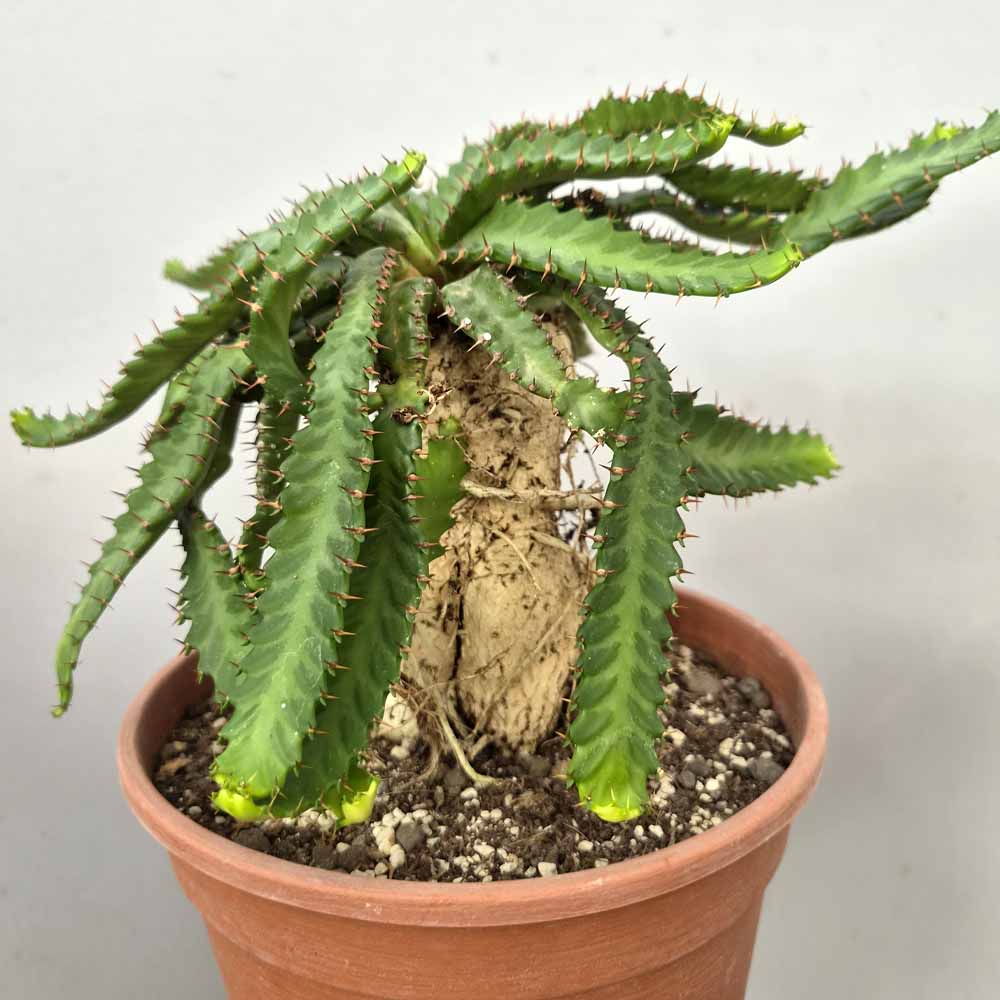 euphorbia stellata pianta