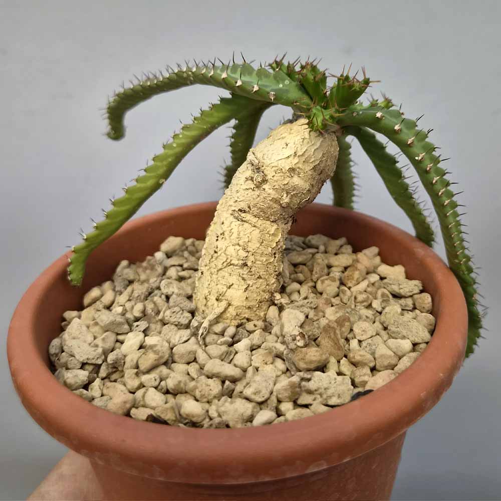 euphorbia stellata