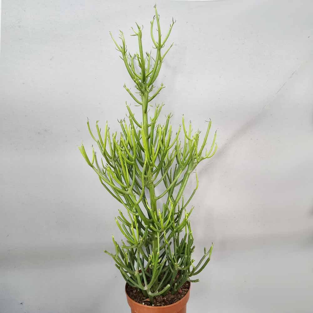 euphorbia tirucalli