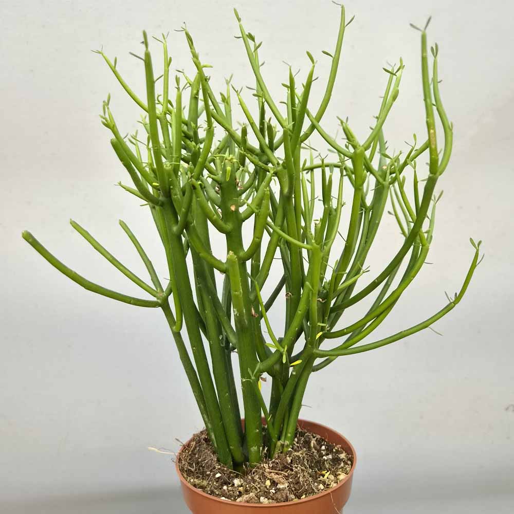 euphorbia tirucalli pianta