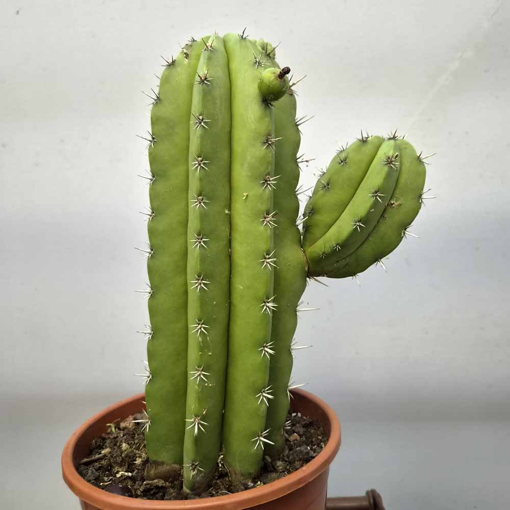 polaskia chichipe cactus