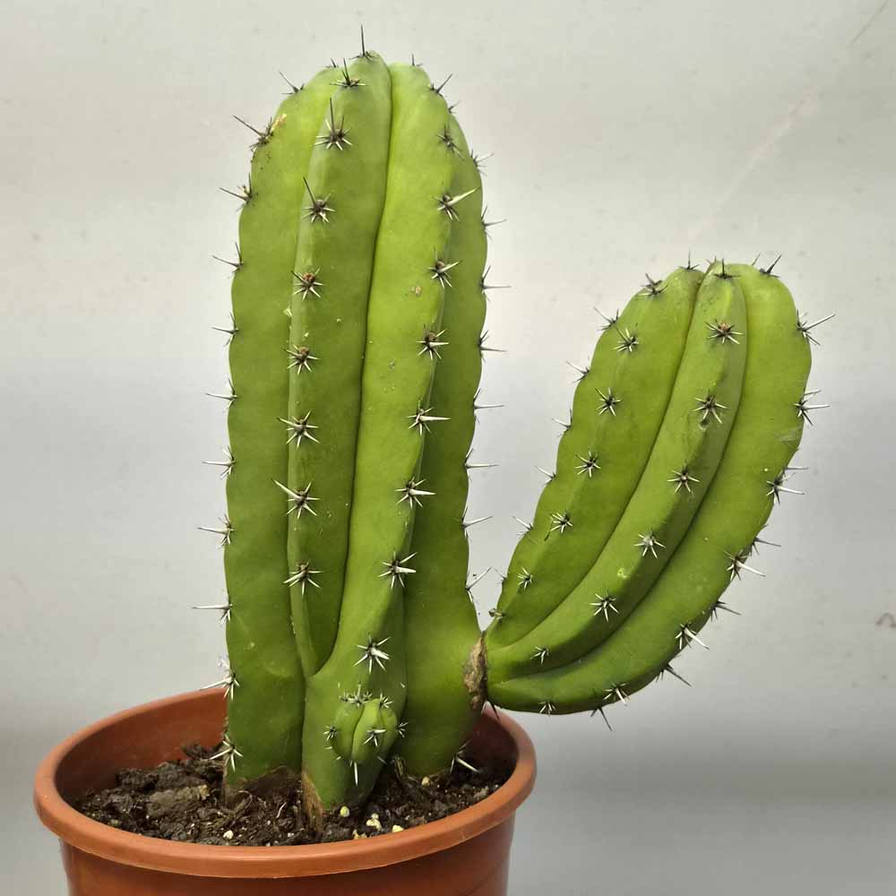 polaskia chichipe