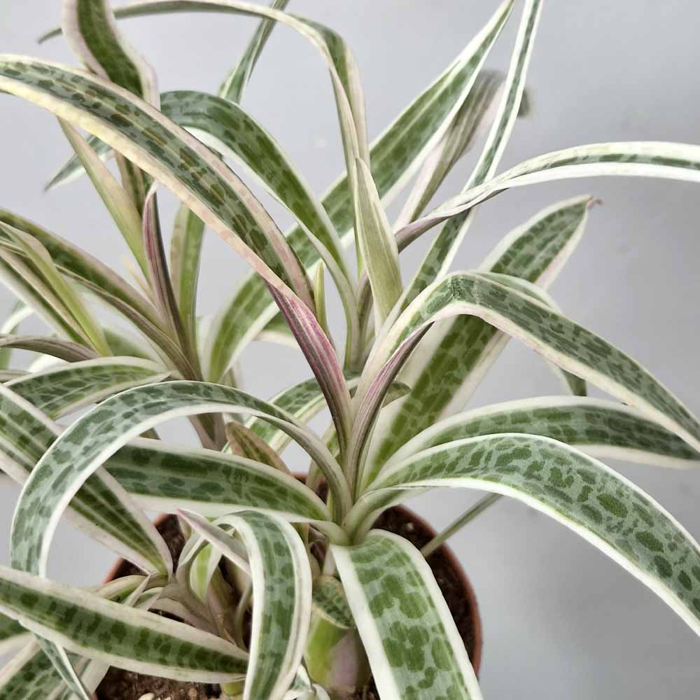 scilla variegata cactus