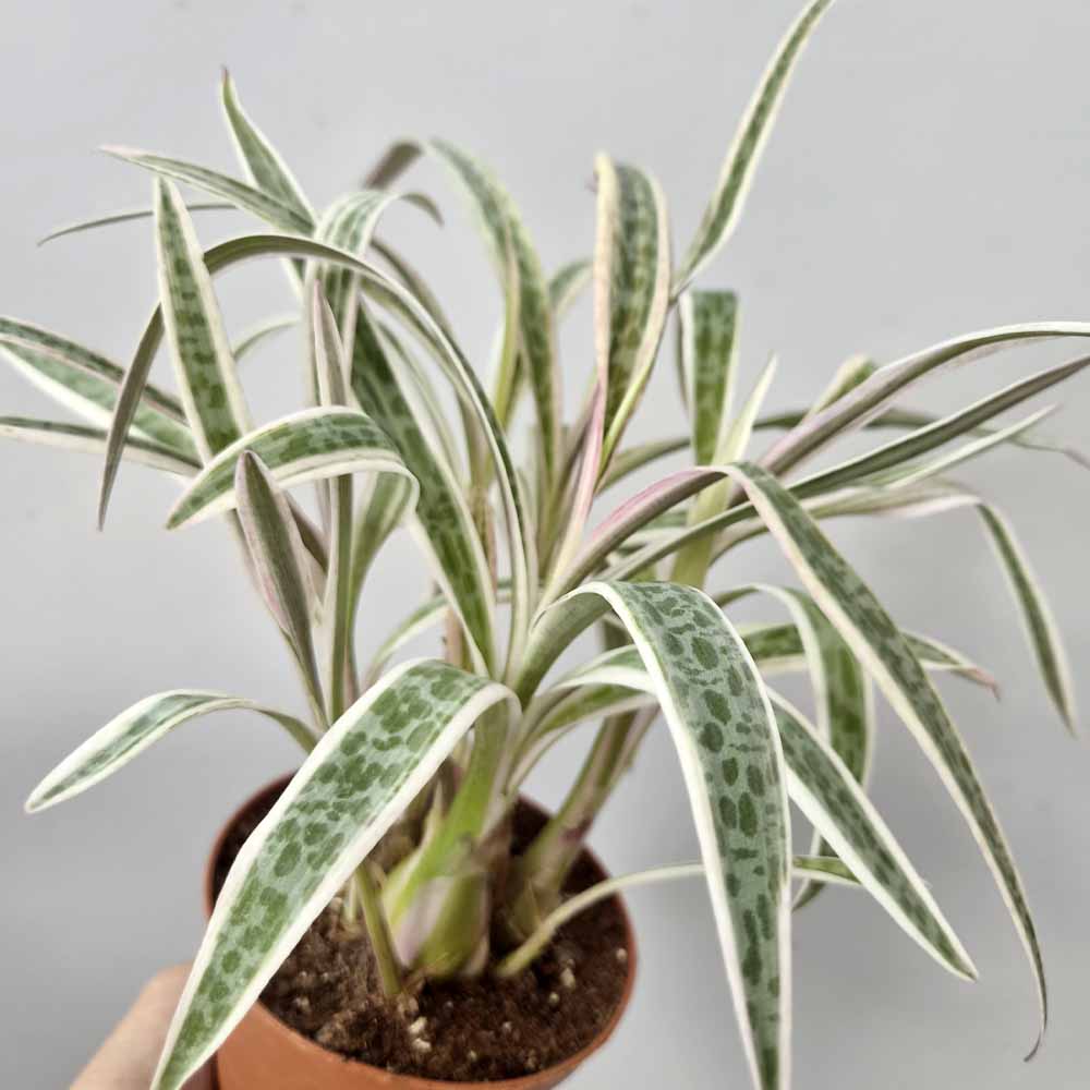 scilla variegata pianta