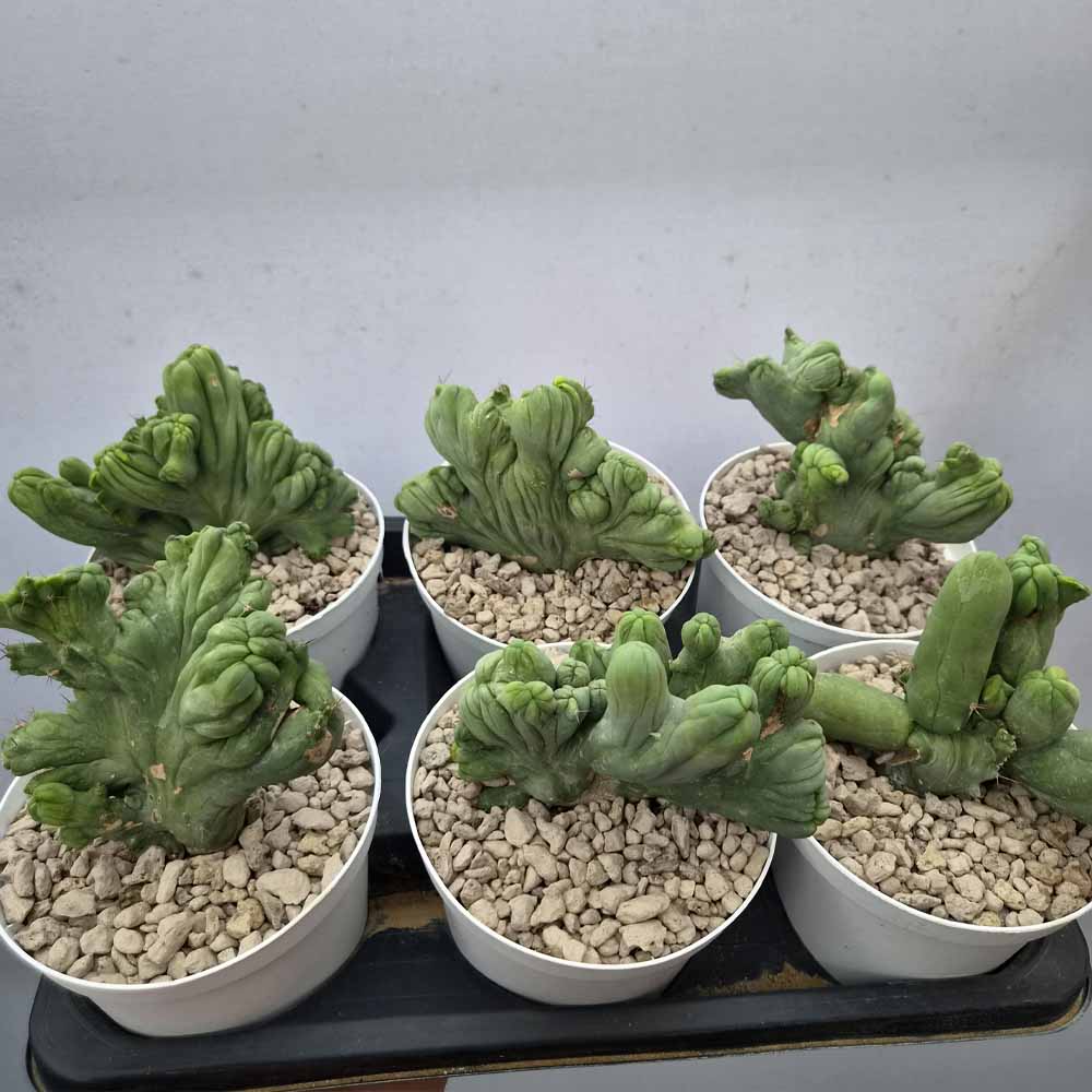trichocereus bridgesii crestato cactus