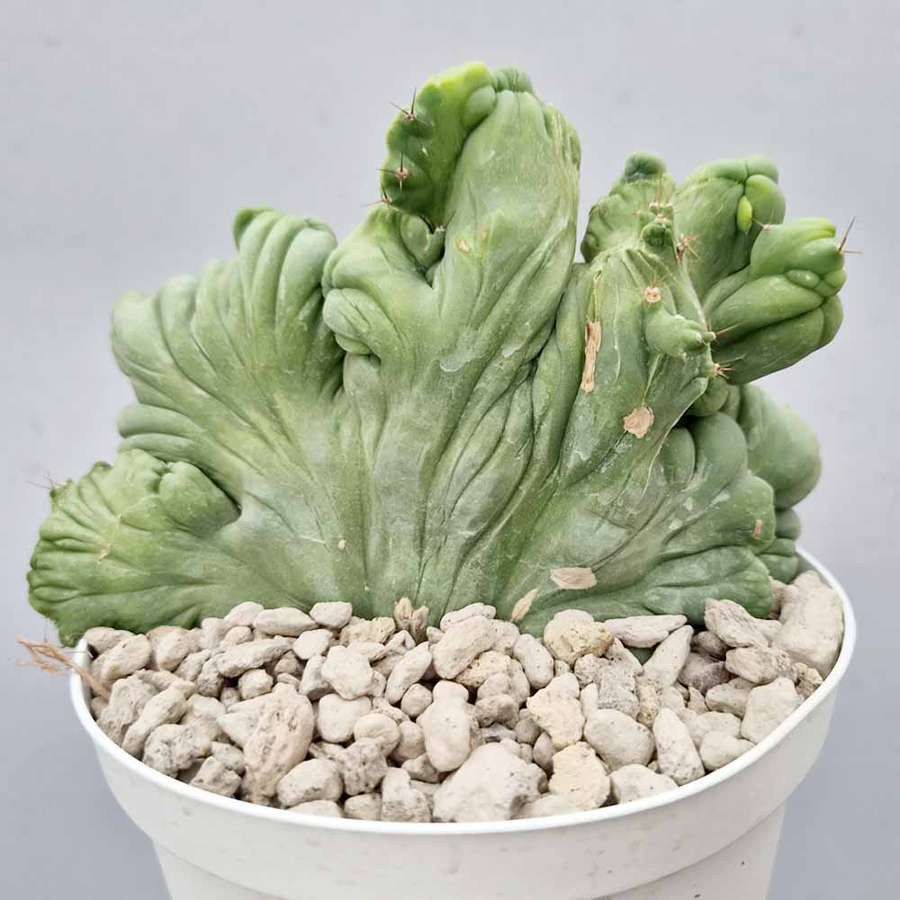 trichocereus bridgesii crestato mostruoso