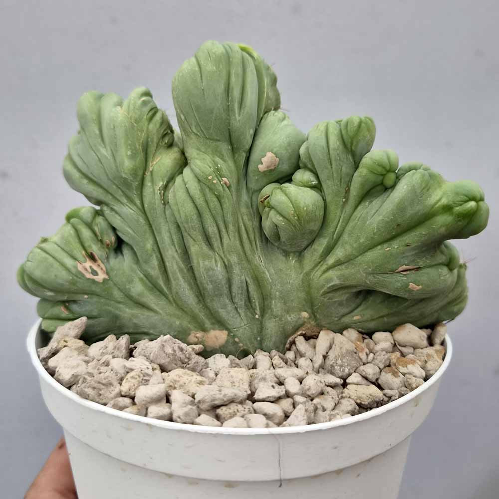 trichocereus bridgesii mostruoso crestato