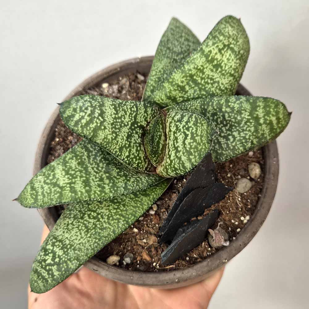 GASTERIA BATESIANA