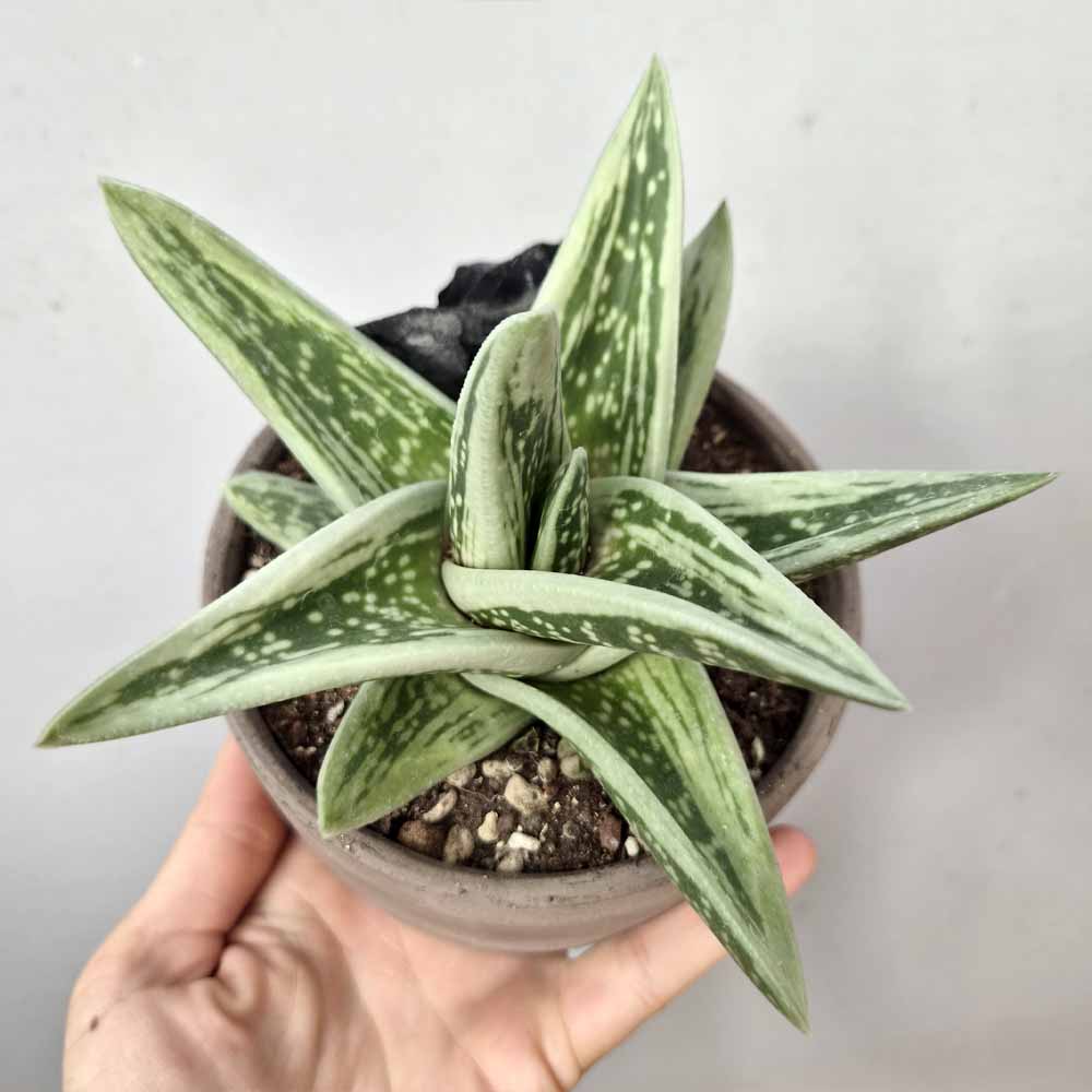 GASTERIA CV GREEN ICE