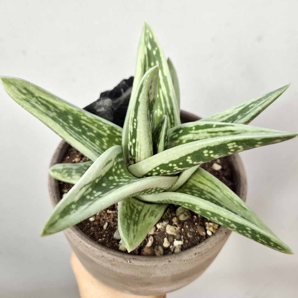 GASTERIA GREEN ICE PIANTA